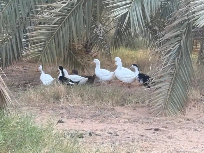يوجد لدينا بط 1