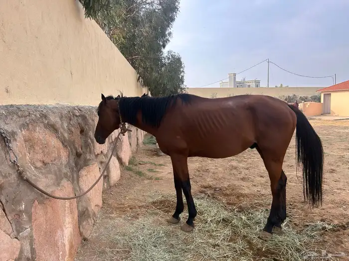 خيل انقليزي 1