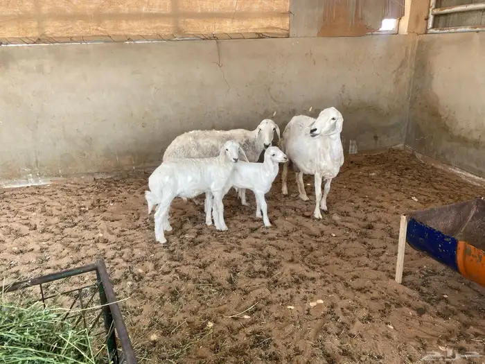 حريات ولد 0
