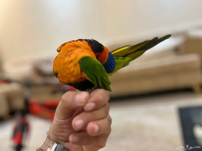 لوري ريد كولارد 1