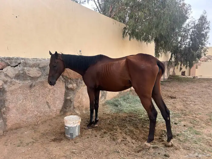 خيل انقليزي 0