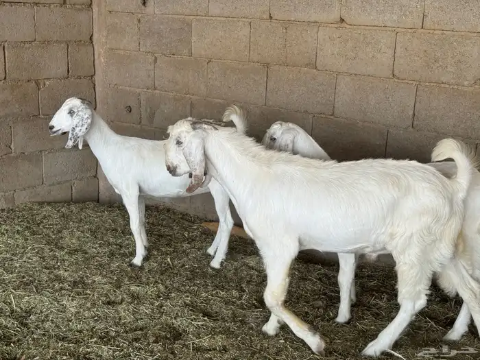 جفار 0
