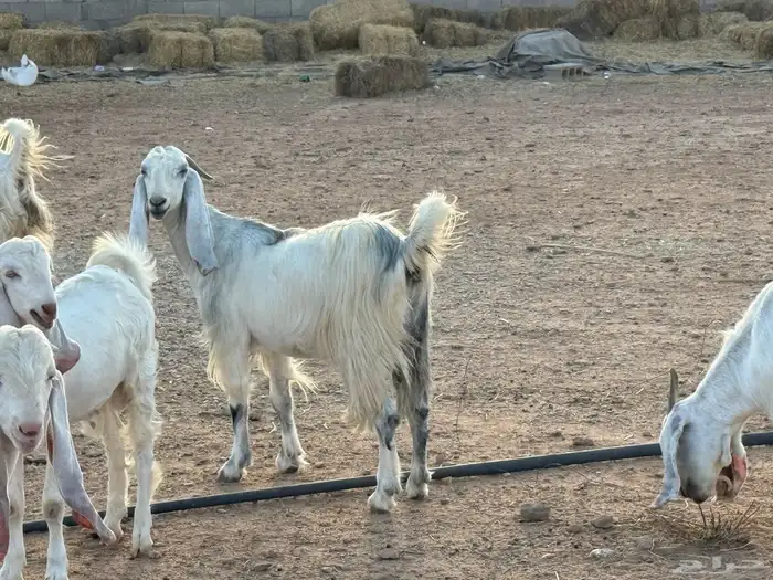 للبيع معزا مشاريك بيض 7