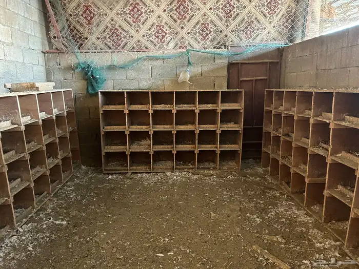 محاكر حمام 0