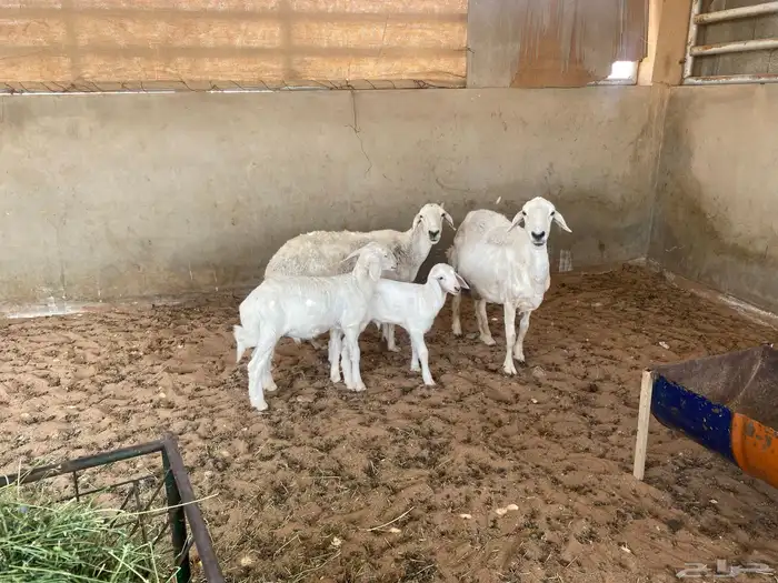 حريات ولد 1