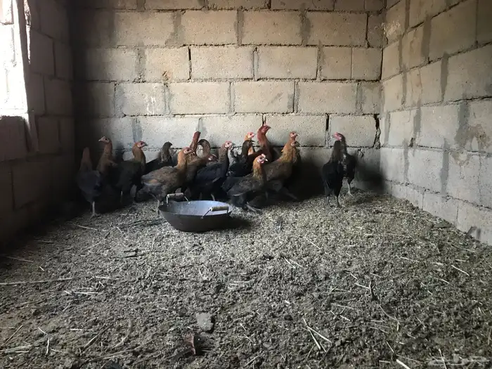 دجاج للبيع 3