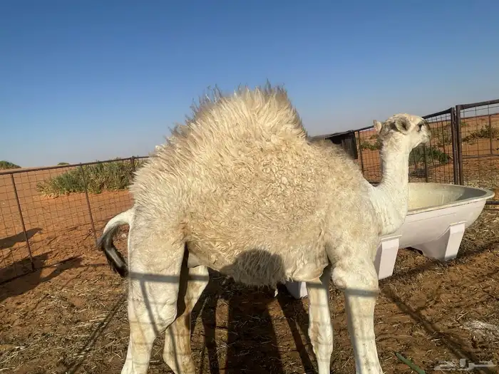 قعود طيب علا حليب امه وعمره 6شهور 0