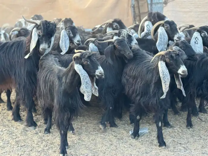معزا عوارض( تم البيع ) 11