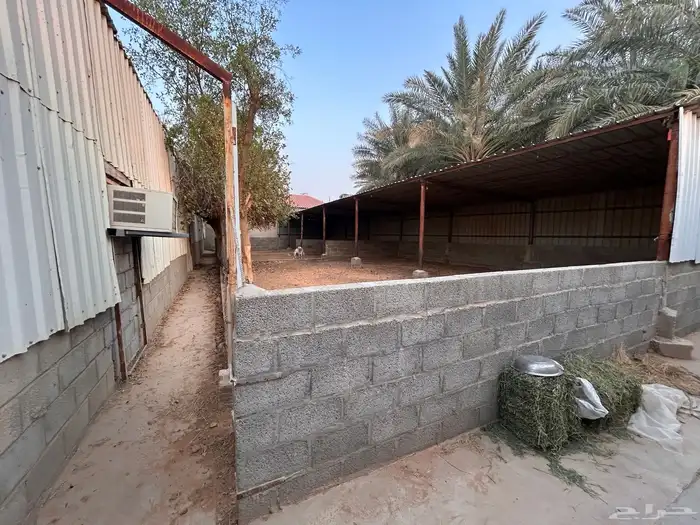 للتقبيل موقع كامل للدواجن 17