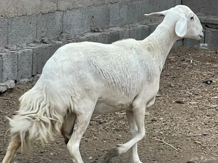 شاتين صنف 0