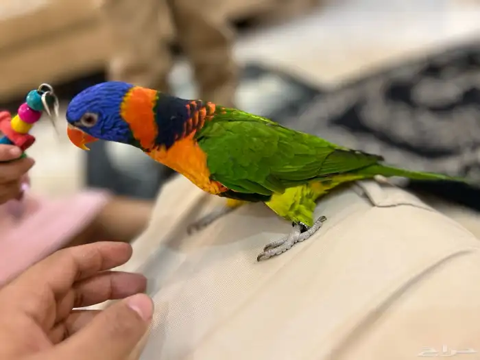 لوري ريد كولارد 0