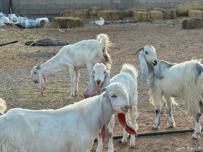 للبيع معزا مشاريك بيض 3