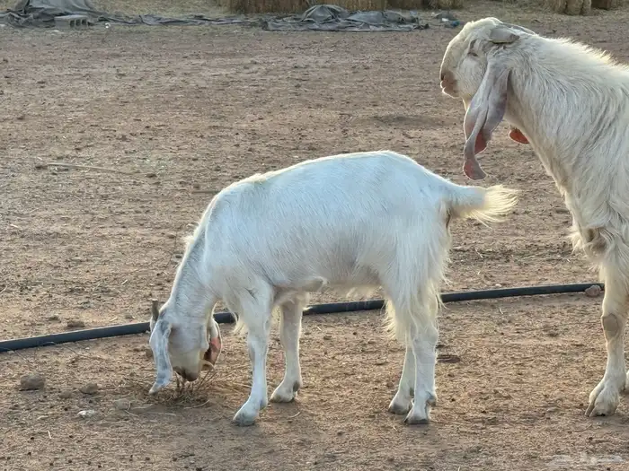 للبيع معزا مشاريك بيض 8