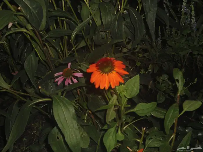 كاميرا ديجيتال سوني Digital Camera 3