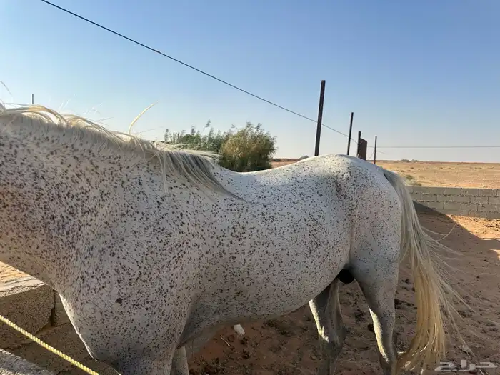 حصان خيل 4