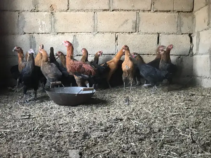 دجاج للبيع 1