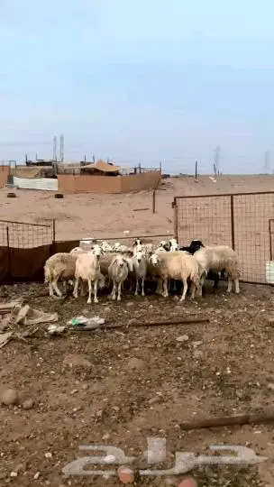 نعاج عددها21 1