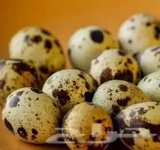 بيض سمان 0