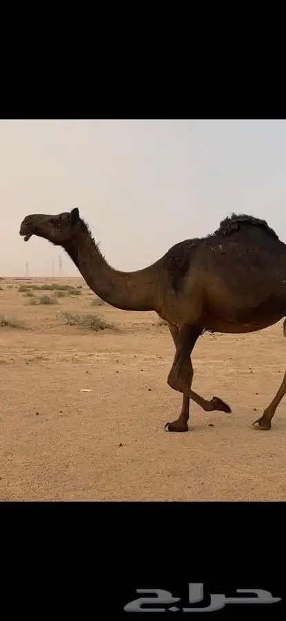 لقحه مجهم تلاقي بشهر 7 0