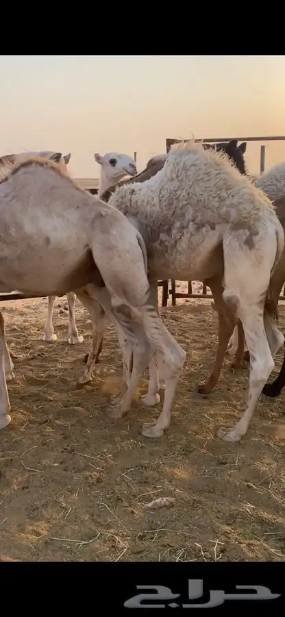قعدان طيبه العدد 14 الي يبي جمله او تفريد الخرج 0