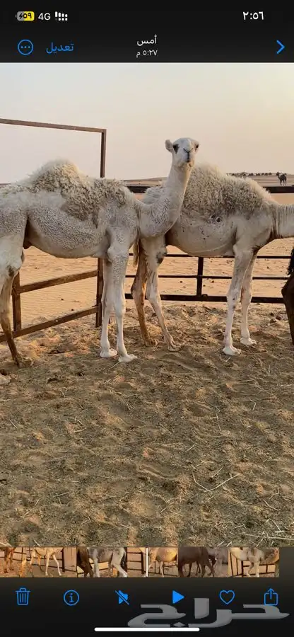 قعدان طيبه العدد 14 الي يبي جمله او تفريد الخرج 3