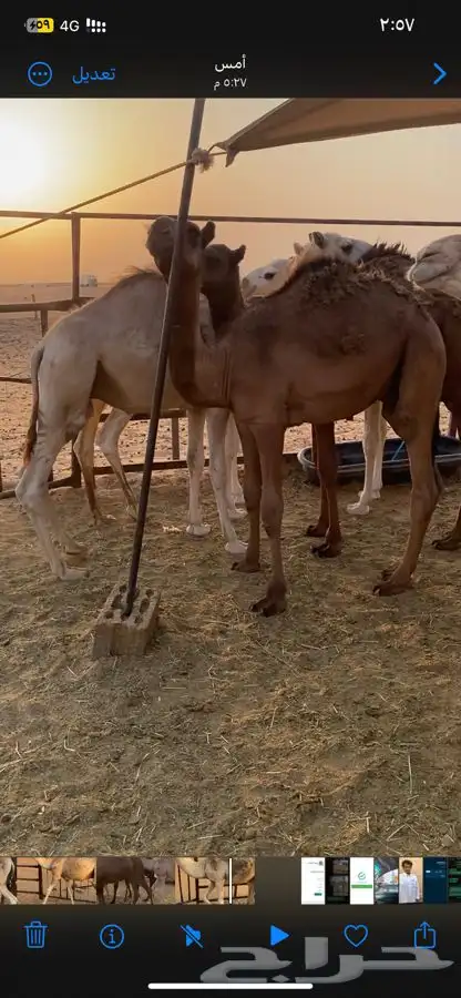 قعدان طيبه العدد 14 الي يبي جمله او تفريد الخرج 4