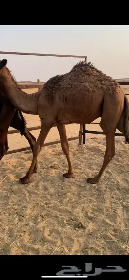 قعدان طيبه العدد 14 الي يبي جمله او تفريد الخرج 2