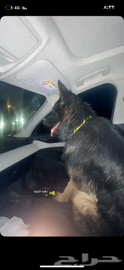 كلب حراسه 0