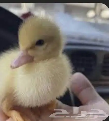 بط بكيني للبيع نضيف وفروخ بسعر مناسب 7