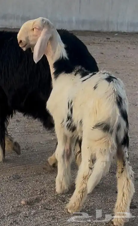 طلي نجدي معرف تعريف قوي 1