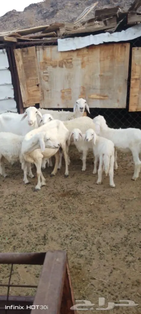 نعاج حريه حبص كل وحده تحتها اثنين 0