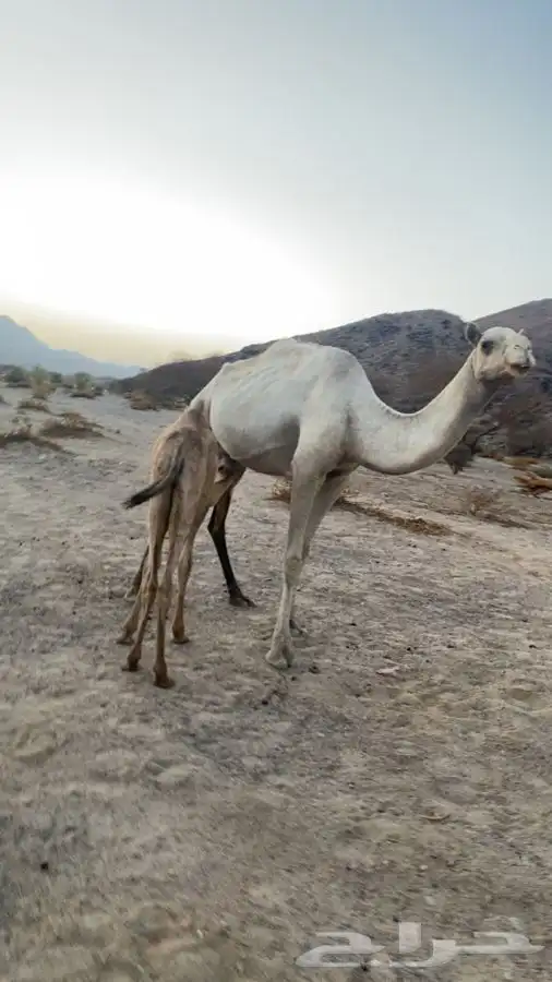 خلفه للبيع تحتها بكره 1