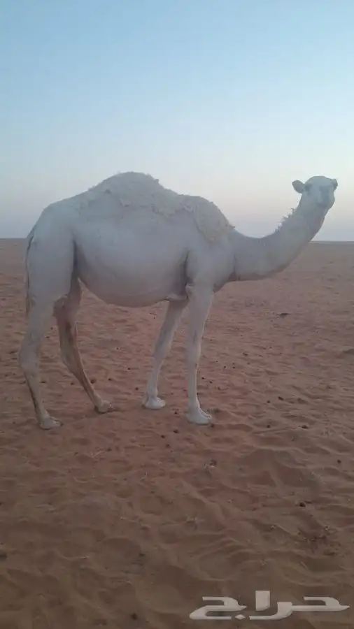 الشتاء تدخل جذعه بكره للبيع 0