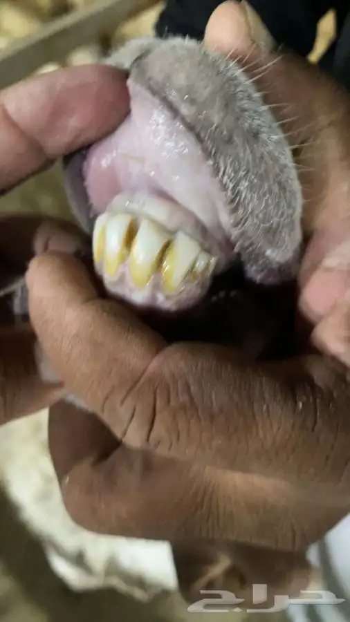 حريه متبع 10