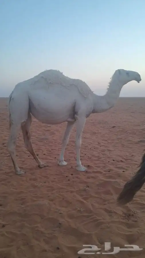 الشتاء تدخل جذعه بكره للبيع 1