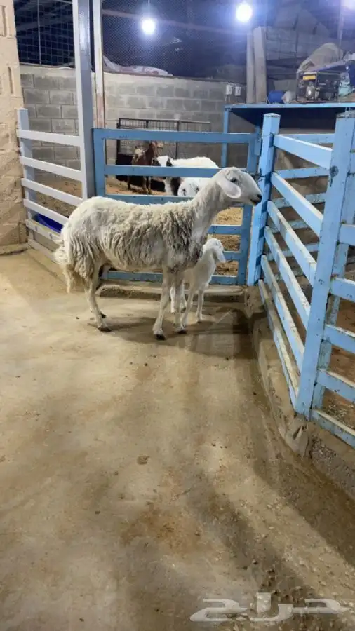 حريه متبع 6
