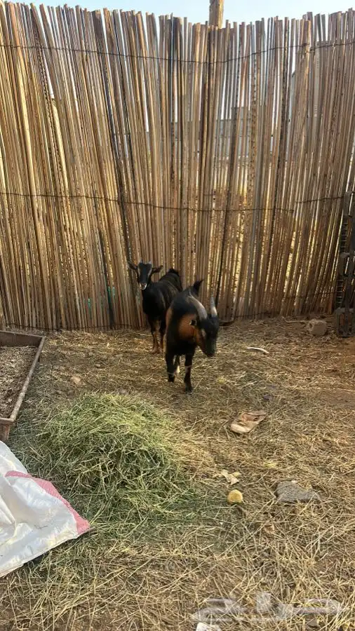 زوج الماعز القزم بيشه جميع البيع مستعجل 0