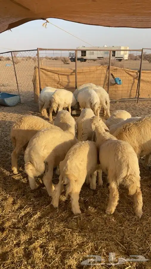 بهم حري للبيع 47 راس 2