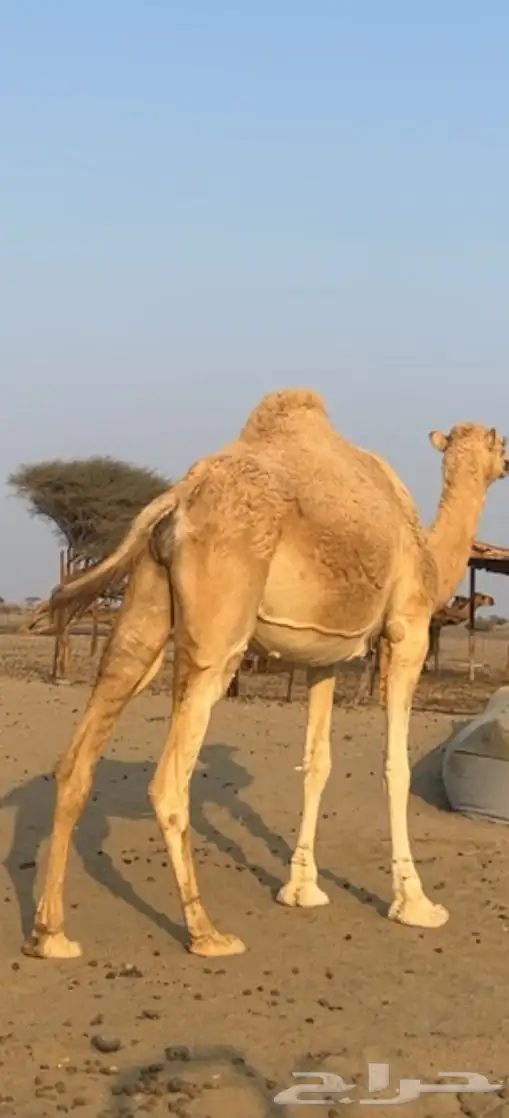 ناقه وضحى مشروطه من كل العذاريب 0