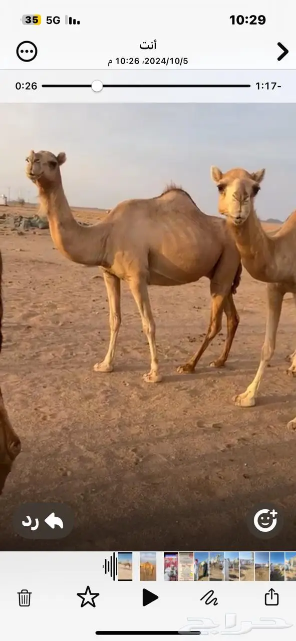 بل للبيع جمله بالمدينه المنوره 0