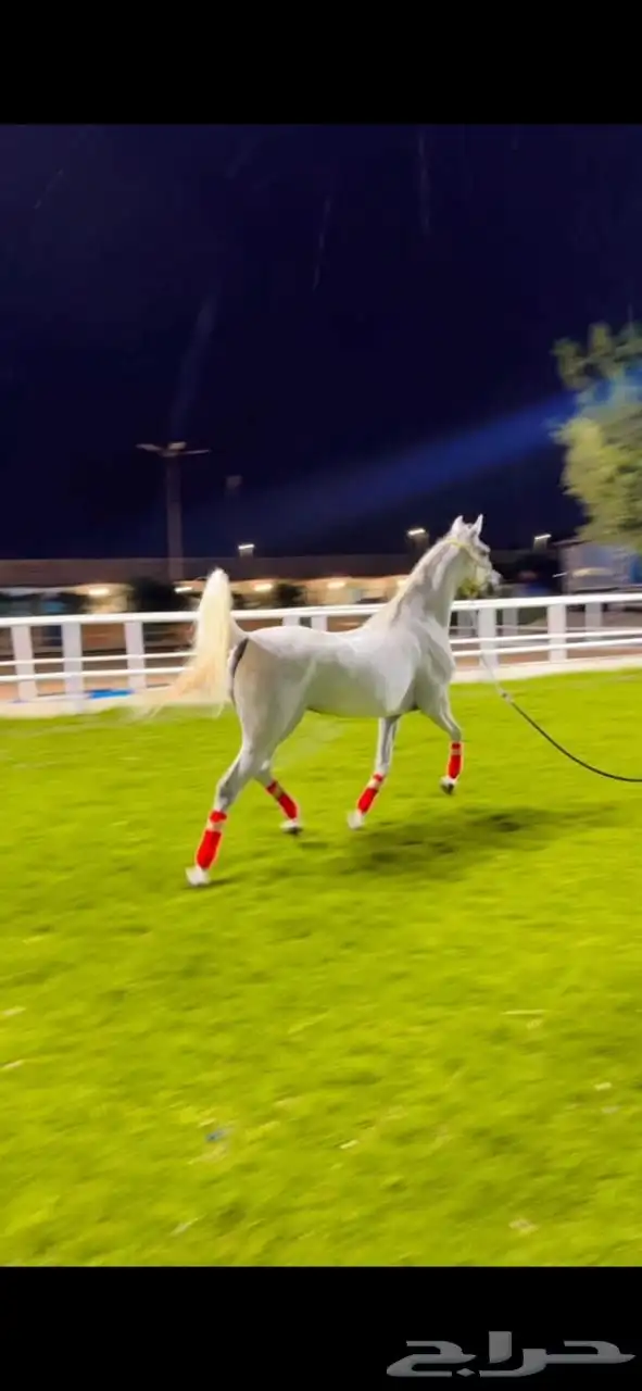 فرس شو فاخره من الطراز العالي 2