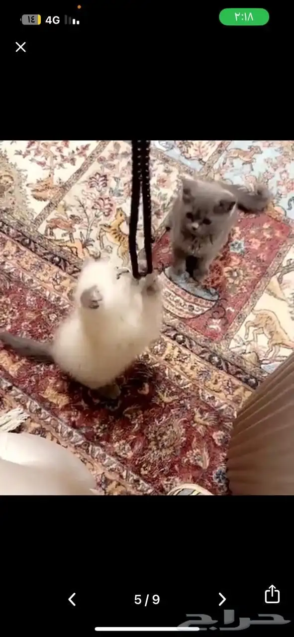 للبيع اربع قطط ام و 3 كلهم اناث 3