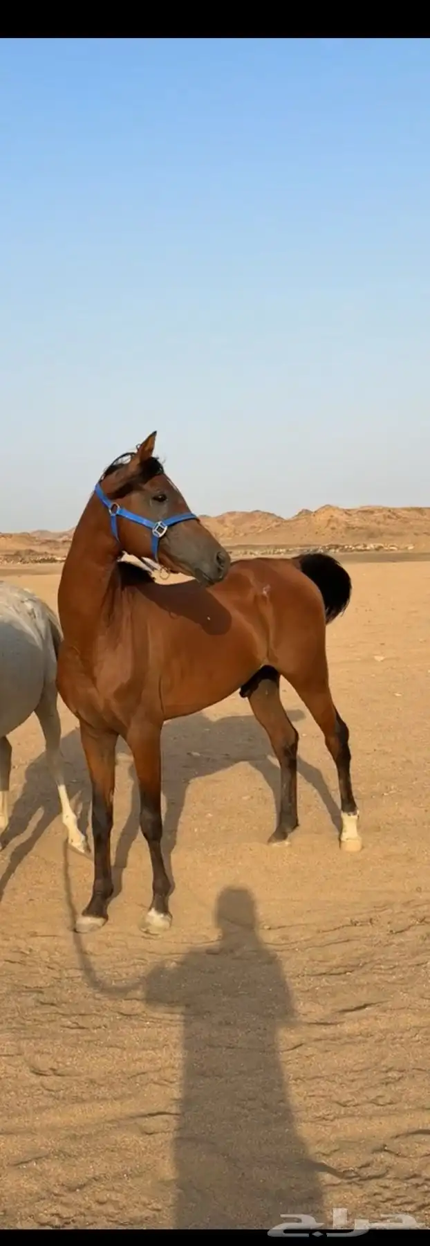حصان عربي اصيل ورق عمره 7 الاسم جواد جهينه اللون احمر 2