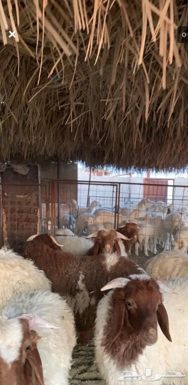 ذبايح الرس 5
