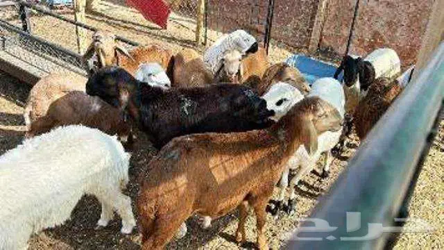 سواكني جدعان مرابي البر 0