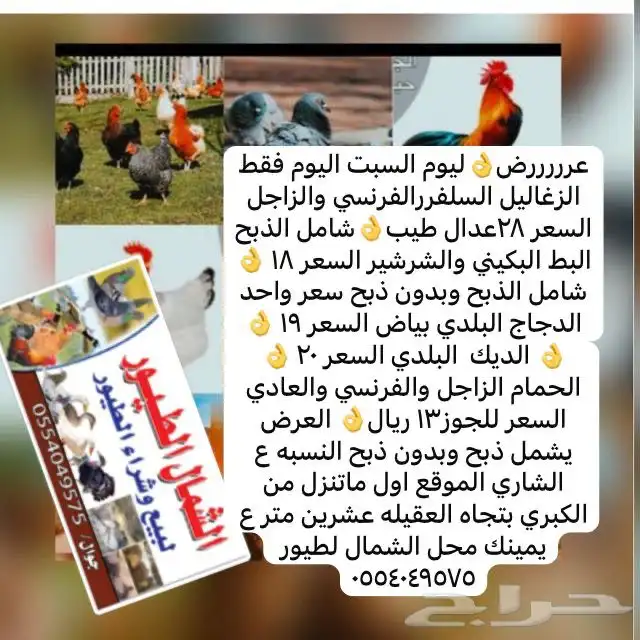 عرض يوم السبت ع الزغاليل والبط والدجاج والديك 0