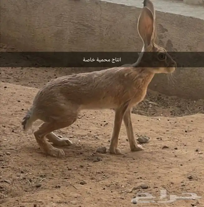 ارانب للبيع 0
