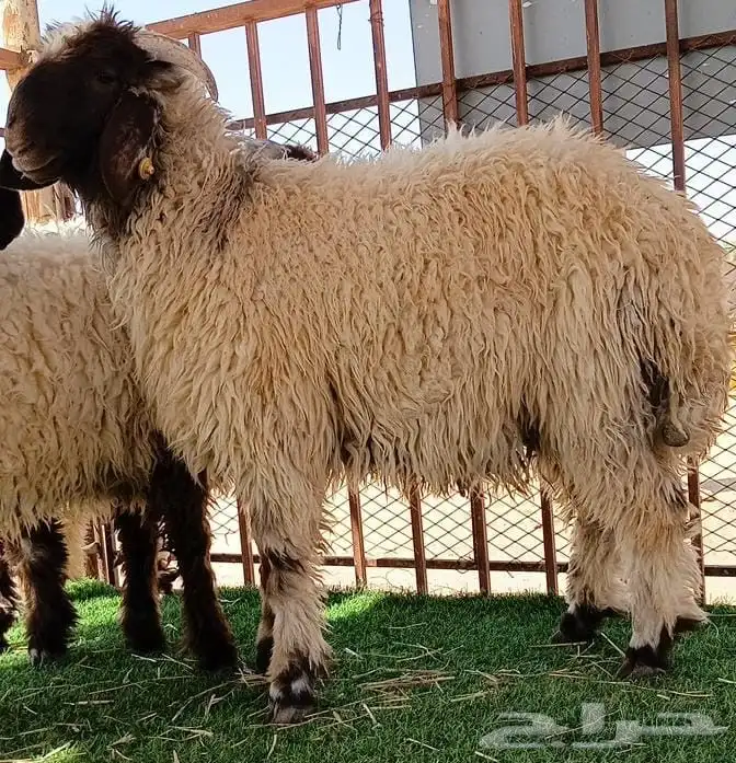 نعيم جزل خرفان جذعان عدد 6 2