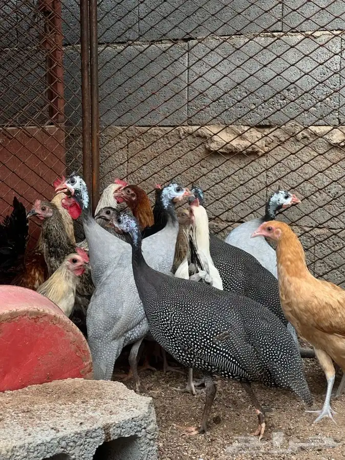 دجاج بلدي 2