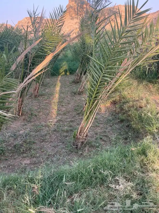 نقايل صقعي 0